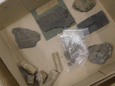 A quantity of fossils, to include partial ammonite's, sea urchins etc. (8 boxes) - 3