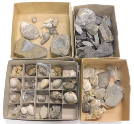 A quantity of fossilized shells etc. (4 boxes)