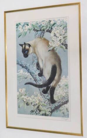 C.F Tunnicliff. Siamese cat in a pear tree, artist signed, coloured print, 67cm x 38cm.