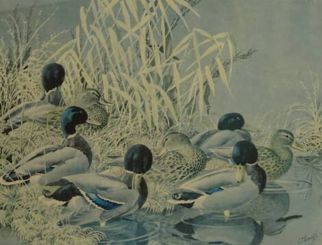 Charles Frederick Tunnicliffe (1901-1976). Ducks at the waters edge, artist signed limited edition, coloured print 318/500, 57cm x 66cm.