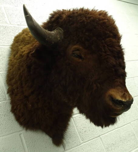 A taxidermied bison trophy head, with neck and partial shoulder mount, 82cm D, 70cm W.