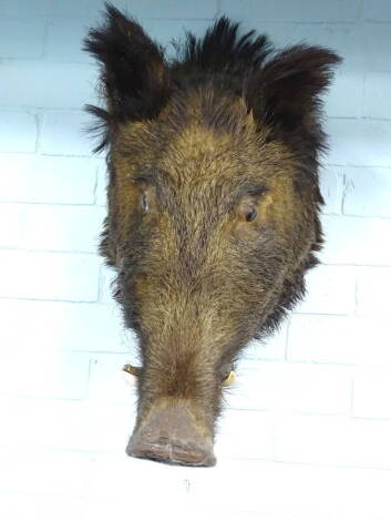 A taxidermied wild boar's head trophy, with four tusks, 54cm H.