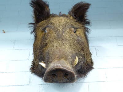 A taxidermied wild boar's head trophy, with four tusks, 54cm H. - 4