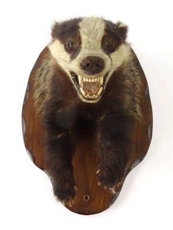 A taxidermied badger trophy, head, neck, four legs and part body mount, with later shaped softwood shield, 40cm H.