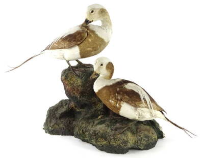 A taxidermied pair of long tailed ducks, each mounted on a moulded and naturalistic finished fibre glass base, the base (AF), 52cm W.