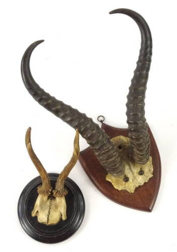 A pair of antelope antlers, with skull mount, the skull and hardwood shield mount, and a pair of small deer antlers, with partial skull on ebonised circular shield, 13cm and 12cm W.