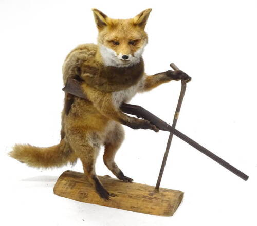 An unusual taxidermied fox, mounted on his hind legs, wearing a fox stole, holding a gun and a walking stick, on a shaped base, 86cm H.