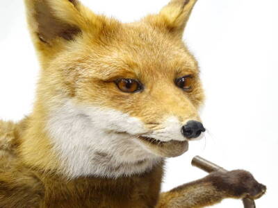 An unusual taxidermied fox, mounted on his hind legs, wearing a fox stole, holding a gun and a walking stick, on a shaped base, 86cm H. - 2