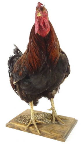 A taxidermied cockerel, on a rectangular ash base, 47cm H.