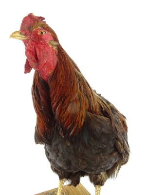 A taxidermied cockerel, on a rectangular ash base, 47cm H. - 2