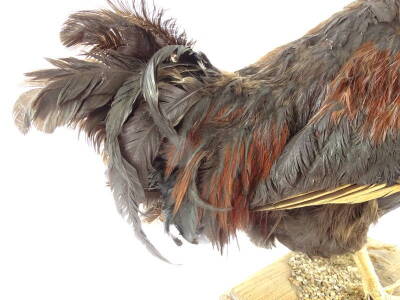 A taxidermied cockerel, on a rectangular ash base, 47cm H. - 5