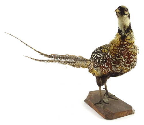 A taxidermied cock pheasant, on a shaped rectangular base, 45cm H.