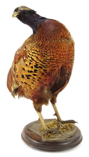 A taxidermied pheasant, mounted on a circular base, lacking some feathers, 37cm H.