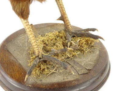 A taxidermied pheasant, mounted on a circular base, lacking some feathers, 37cm H. - 3