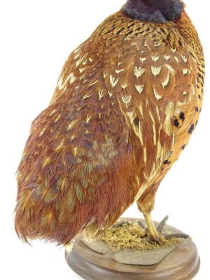 A taxidermied pheasant, mounted on a circular base, lacking some feathers, 37cm H. - 4