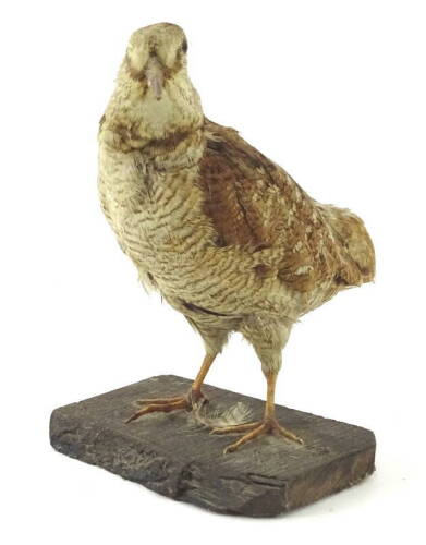 A taxidermied woodcock, on a rectangular shaped base, 24cm H.