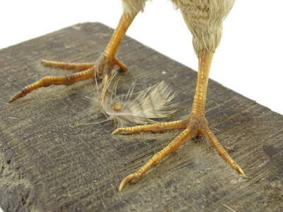 A taxidermied woodcock, on a rectangular shaped base, 24cm H. - 3