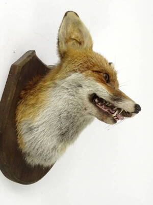 A taxidermied fox trophy, fox's head and neck mount, on an ebonised shield, 34cm H. - 2