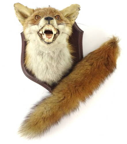 A taxidermied fox head trophy, and neck mount on a hardwood shield, also with fox's brush or tail, 28cm H.