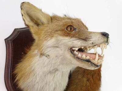 A taxidermied fox head trophy, and neck mount on a hardwood shield, also with fox's brush or tail, 28cm H. - 2