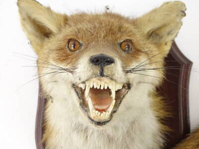 A taxidermied fox head trophy, and neck mount on a hardwood shield, also with fox's brush or tail, 28cm H. - 3