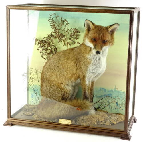 A taxidermied fox, in a glazed and painted case, label for N.R. Wood of Misterton, taxidermist. 63cm W.
