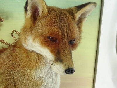 A taxidermied fox, in a glazed and painted case, label for N.R. Wood of Misterton, taxidermist. 63cm W. - 3