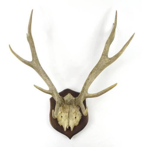 A pair of five point antlers, each with partial skull and shield mount, 63cm W.