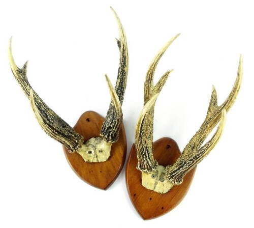 Two pairs of antlers, each with three points, with shield shaped mount.