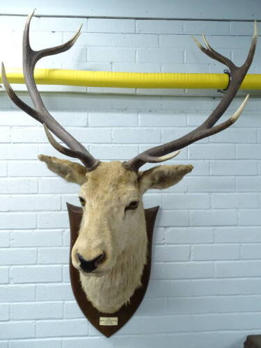 A taxidermied stag head trophy, with five point antlers, the oak shield labelled J.N.H, MHEALL CHRO'.ARDVERIKIE October 6th 1938, 14 stone 7lbs, 92cm W.