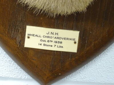 A taxidermied stag head trophy, with five point antlers, the oak shield labelled J.N.H, MHEALL CHRO'.ARDVERIKIE October 6th 1938, 14 stone 7lbs, 92cm W. - 4