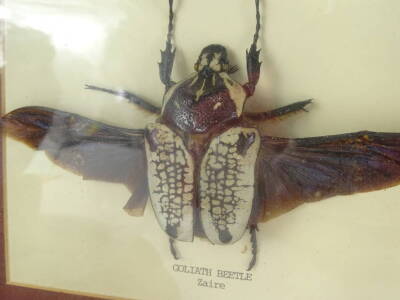 A taxidermied kingfisher, in a glass dome with turned wooden base, and a African Goliath Beetle, in a glazed frame. - 2