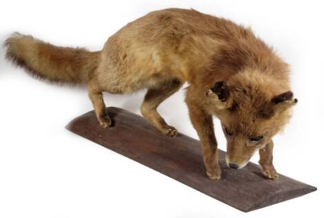 A 20thC taxidermy specimen, of a standing fox, on wooden base, 90m W.