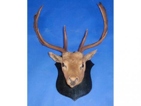 Taxidermy: A mounted stags head