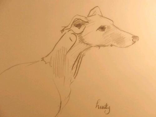 Mark Huskinson. Pencil study of greyhound head