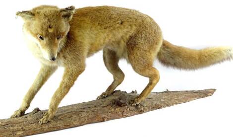 A taxidermied fox, mounted standing on a log, 115cm L.