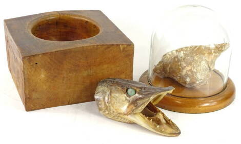 Miscellaneous items, to include an industrial wooden bowl, a preserve pike's head and shell in a glass dome.