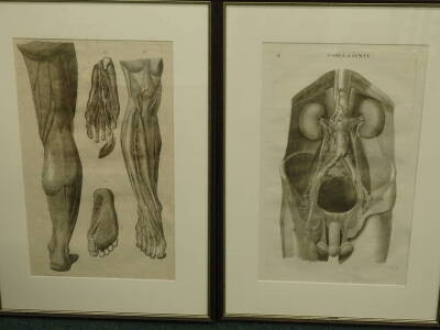 Felix Zuliani (c.18thC). Tabula CCXXIII, Tabula CCXXVI, Tabula CCXVI, and another IV, engraving, 62cm x 38cm (4) - 3