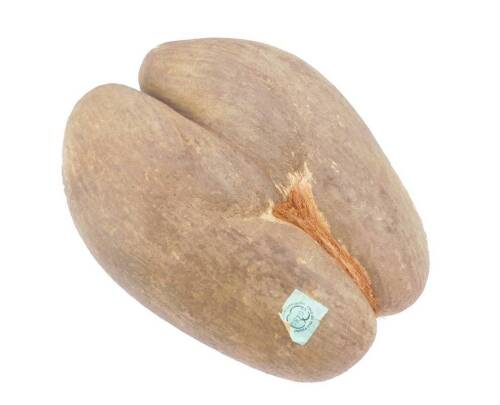 A Coco de Mer nut, Lodoicea Maldivica, Seychelles Permit applied No 10480, 40cm L, 29cm W, 490g.