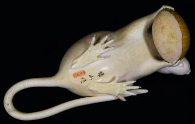 A fine late Meiji period ivory figure of a rat holding a nut, three character red seal mark, the rat with semi precious stone eyes, 14cm L. - 5