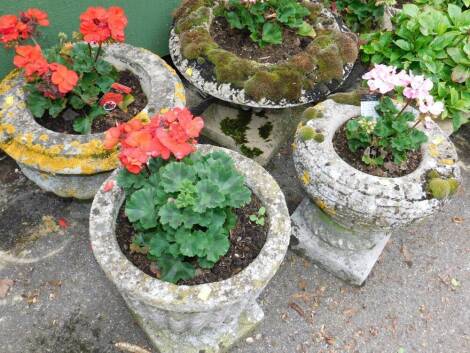 Four concrete garden urns, containing Pelagoniums.