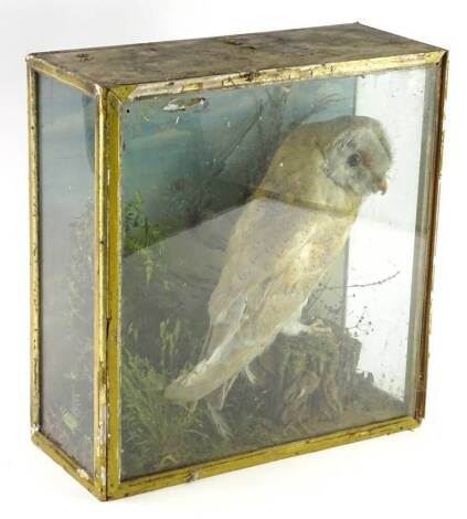 An early 20thC taxidermy barn owl, indistinct label to reverse, 36cm W.