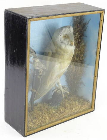 An early 20thC taxidermied barn owl with two juvenile great tits, in ebonised and glazed case, 44cm x 36cm.