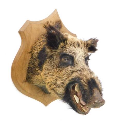 Taxidermy; a wild boar's head, oak shield mounted, 55cm L.