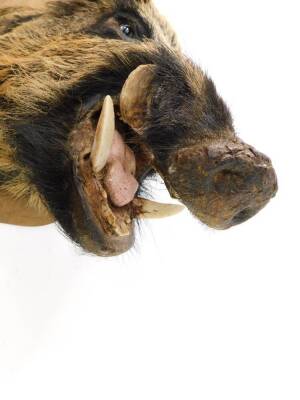 Taxidermy; a wild boar's head, oak shield mounted, 55cm L. - 2