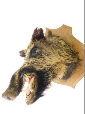 Taxidermy; a wild boar's head, oak shield mounted, 55cm L. - 3