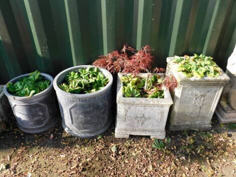 Two concrete square planters, neoclassical style, containing primroses, one containing an Acer, 36cm x 51cm, and 39cm x 39cm, together with two faux lead circular planters, also containing primroses, 45cm x 43cm, 37cm x 37cm. (4)