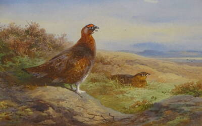 Archibald Thorburn (1860-1935). Grouse on the Moor, watercolour, signed, dated 1919 and titled verso, 18.5cm x 27.5cm. Label verso The Moorland Gallery L&D London.