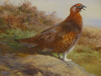 Archibald Thorburn (1860-1935). Grouse on the Moor, watercolour, signed, dated 1919 and titled verso, 18.5cm x 27.5cm. Label verso The Moorland Gallery L&D London. - 4