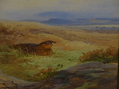 Archibald Thorburn (1860-1935). Grouse on the Moor, watercolour, signed, dated 1919 and titled verso, 18.5cm x 27.5cm. Label verso The Moorland Gallery L&D London. - 5